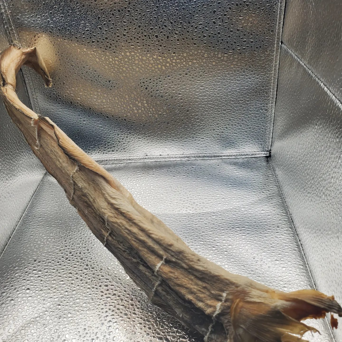 Stockfish
