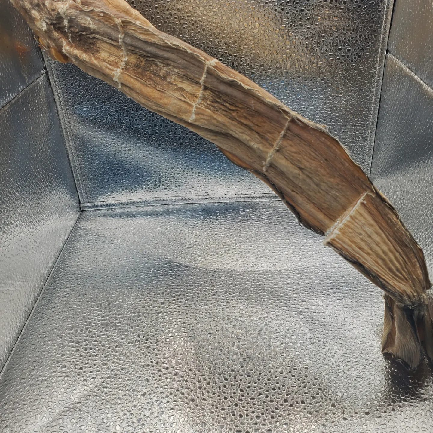 Stockfish