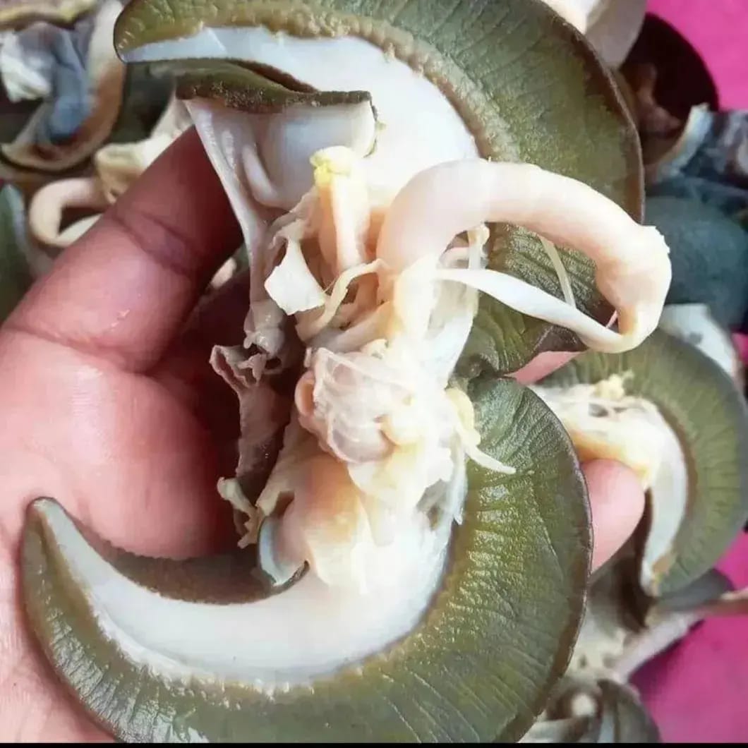 Frozen Snail